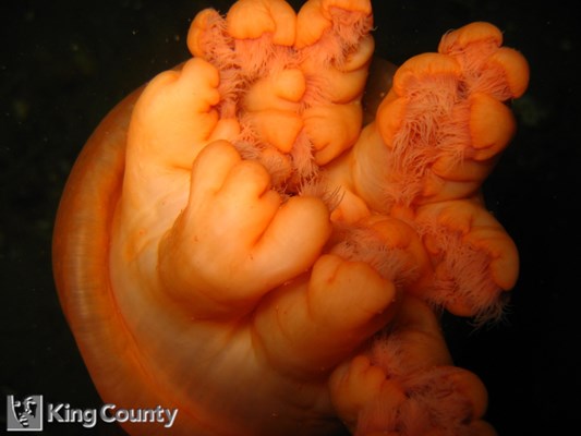 Photo of Metridium farcimen